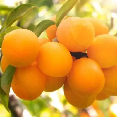 Слива МАРА в Лиде