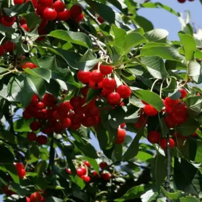 Вишня БРУСНИЦЫНА степная в Лиде