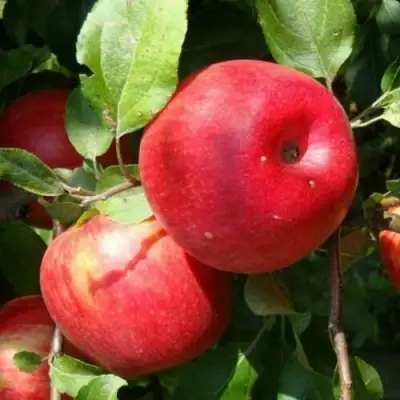 Яблоня ВАЛЕРИЯ в Лиде