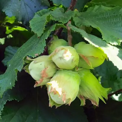 Фундук ТАМБОВСКИЙ РАННИЙ в Лиде