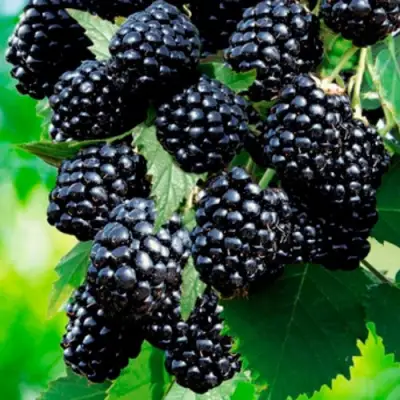 Ежевика ЛОХТЕЙ бесшипная в Лиде