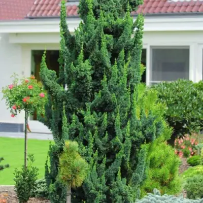 Кипарисовик ВИСЕЛЛИ лавсона в Лиде