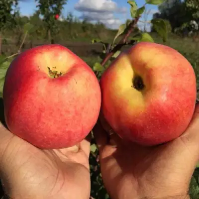 Яблоня КОВРОВОЕ стелющаяся в Лиде