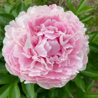 Пион КАТРИН ФОНТЕЙН травянистый в Лиде