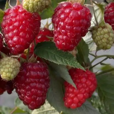 Малина ЭЛЕГАНТНАЯ в Лиде