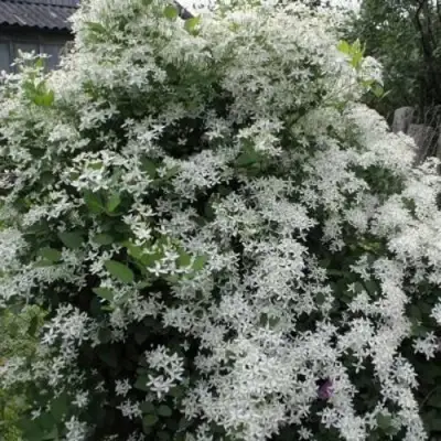 Клематис МАНЬЧЖУРСКИЙ в Лиде