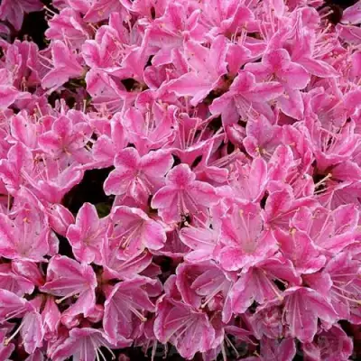 Азалия КЕРМЕСИНА РОУЗ японская в Лиде