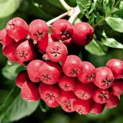 Рябина МОРАВСКАЯ сладкоплодная в Лиде