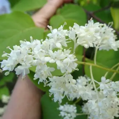 Сирень АМУРСКАЯ в Лиде