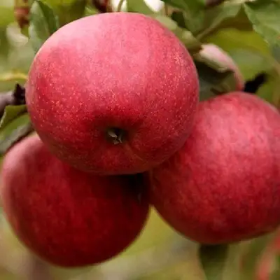 Яблоня ГАЛА ШНИГА в Лиде