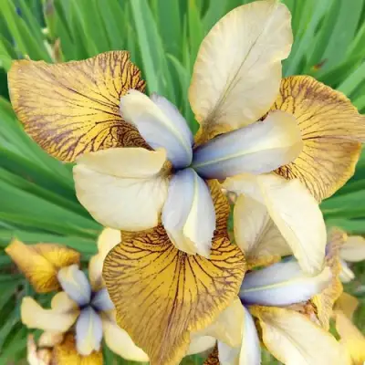 Ирис ФЛАЙИНГ ФИДДЛЗ сибирский в Лиде