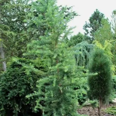 Лиственница КЕМПФЕРА в Лиде