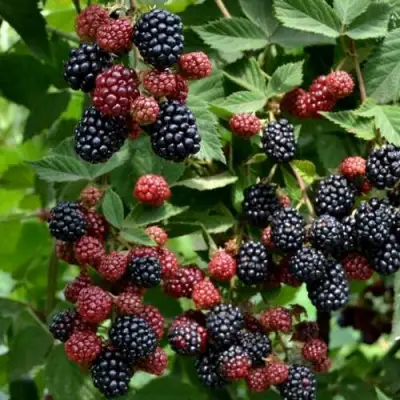 Ежевика РУБЕН ремонтантная  в Лиде