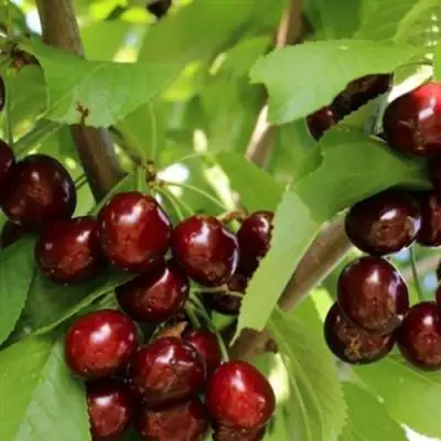 Черешня ИПУТЬ в Лиде