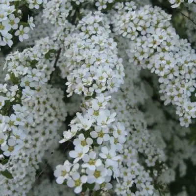 Спирея АРГУТА в Лиде