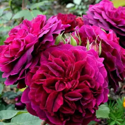 Роза МАНСТЕД ВУД английская в Лиде