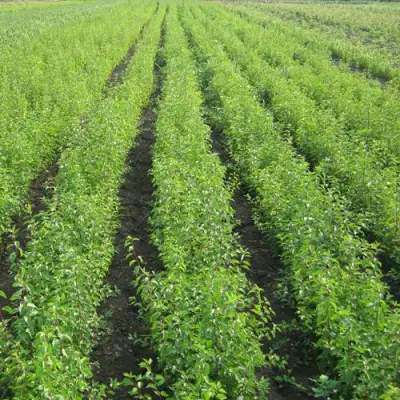 Подвой сливы ДИКАЯ АЛЫЧА в Лиде