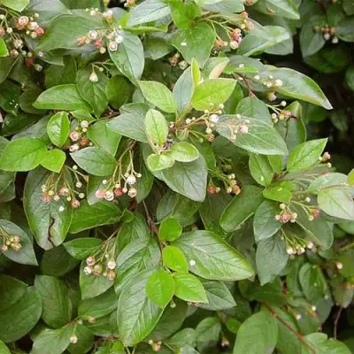 Кизильник блестящий в Лиде