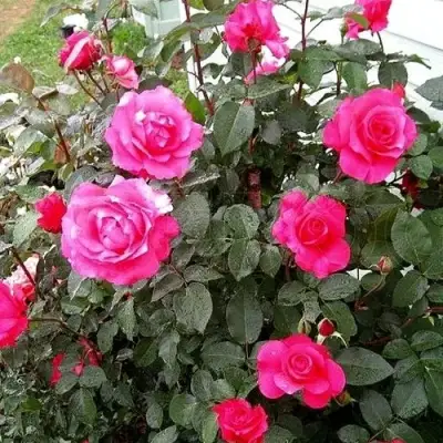 Роза МАЛИНОВЫЙ ЗВОН чайно-гибридная в Лиде