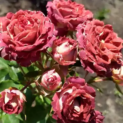 Роза ТИРАМИСУ спрей в Лиде