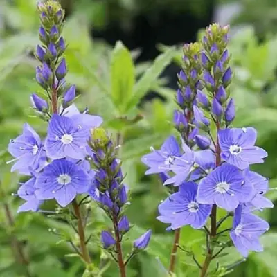 Вероника РОЯЛ БЛЮ большая в Лиде