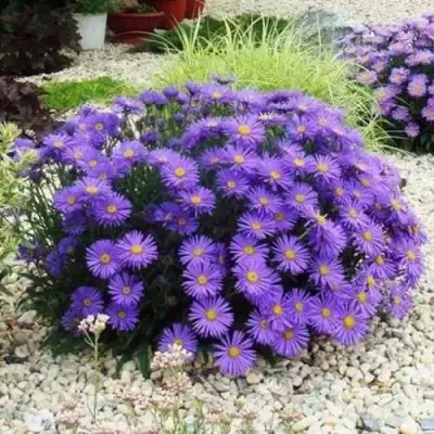 Астра ЛЕДИ ИН БЛЮ в Лиде