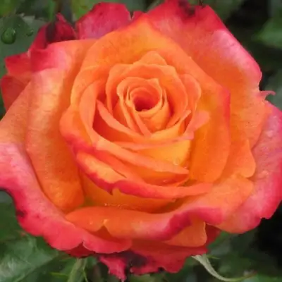 Роза ВАУ чайно-гибридная в Лиде