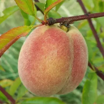 Персик ЕЛГАВСКИЙ в Лиде