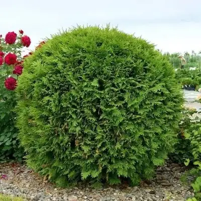 Туя ВУДВАРДИ западная в Лиде