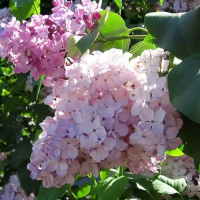 Сирень ГОРТЕНЗИЯ в Лиде