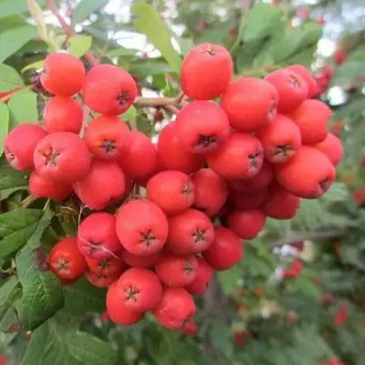 Рябина НЕВЕЖИНСКАЯ сладкоплодная в Лиде