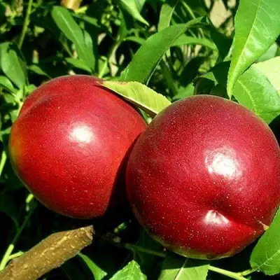 Нектарин НЕКТАРЕД-4 в Лиде