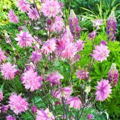 Аквилегия БАРЛОУ ПИНК гибрид МакКаны в Лиде