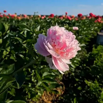 Пион ИМПЕРАТОРСКАЯ НАЛОЖНИЦА древовидный в Лиде