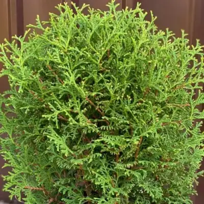 Туя ХОЗЕРИ западная в Лиде