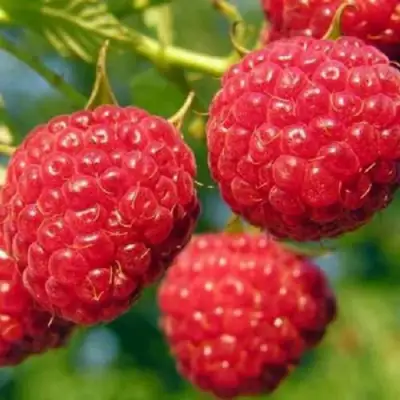 Малина ГЛЕН АМПЛ в Лиде