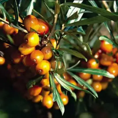 Облепиха ДАР КАЗАКОВУ в Лиде