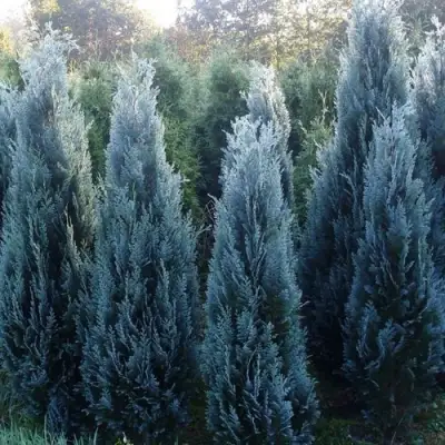 Кипарисовик ДАРТС БЛЮ РИББОН лавсона в Лиде