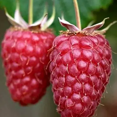 Малина РУБИНОВОЕ ОЖЕРЕЛЬЕ в Лиде