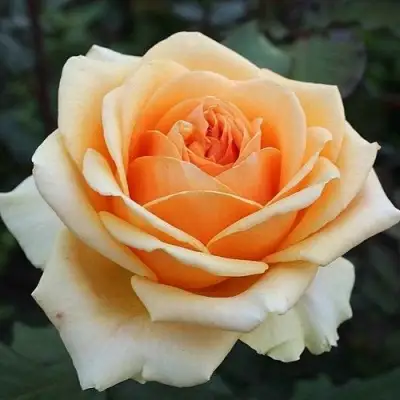 Роза ГЕЙША чайно-гибридная в Лиде