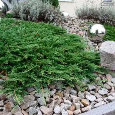 Можжевельник ПРИНЦ ОФ УЭЛЬС горизонтальный в Лиде