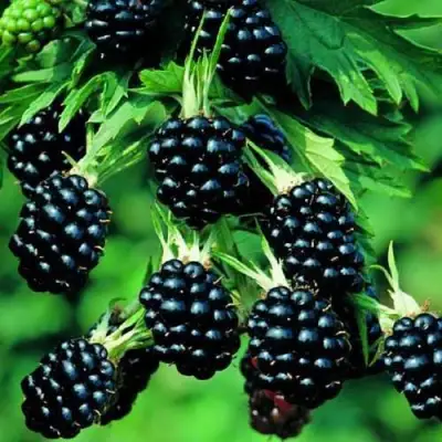 Ежевика КИТАНИНИ бесшипная  в Лиде