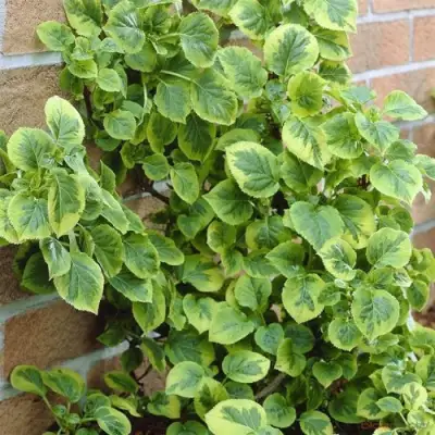 Гортензия МИРАНДА черешковая в Лиде