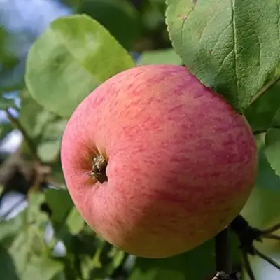 Яблоня МЕЛБА в Лиде