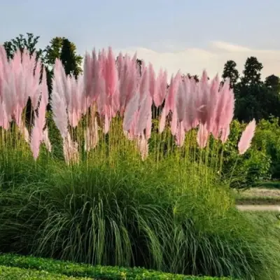 Кортадерия розовая (пампасная трава) в Лиде