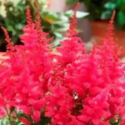 Астильба ЮНИК КАРМИН гибридная в Лиде