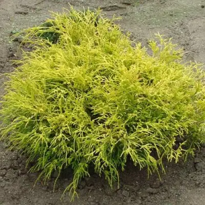 Кипарисовик ГОЛДЕН МОП горохоплодный в Лиде