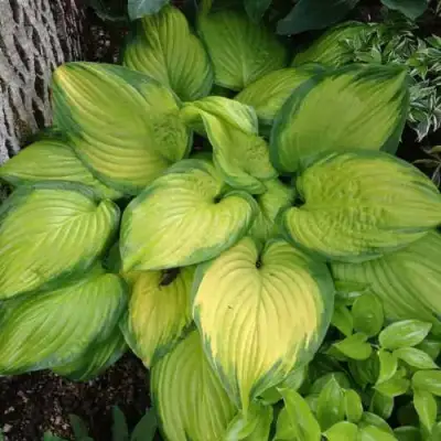 Хоста СТЕЙНД ГЛАСС гибридная в Лиде