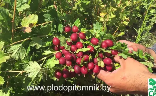 Превью видео