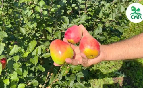 Превью видео